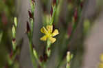 Orangegrass <BR>Pineweed